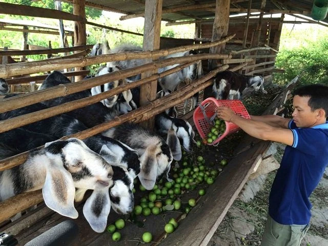 Táo rớt giá thảm hại, thu hoạch không đủ trả tiền thuê người hái táo, nông dân trồng táo ở xã Phước Sơn, huyện Ninh Phước, tỉnh Ninh Thuận phải hái cho dê ăn.