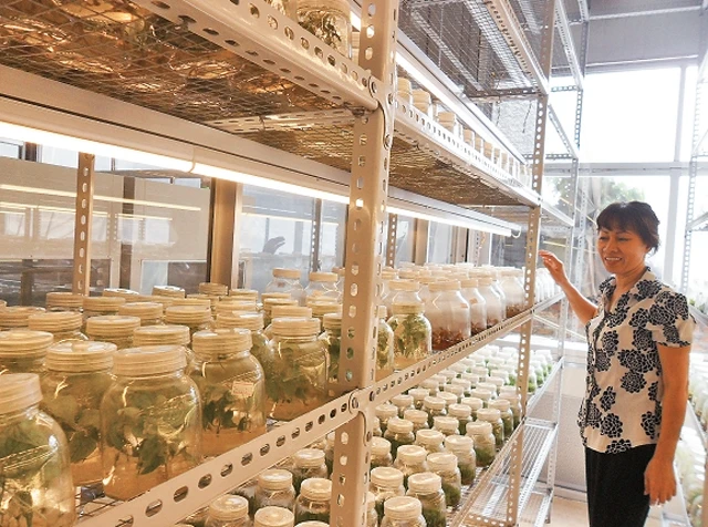 Mô hình thí nghiệm cây thảo dược la hán của Công ty TNHH Sinh học Ngân Hà, tỉnh Cao Bằng.