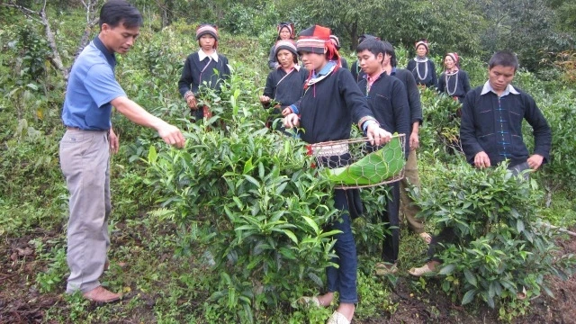 Người dân xã Na Khê, huyện Yên Minh (Hà Giang) tập huấn kỹ thuật thu hái chè búp tươi.