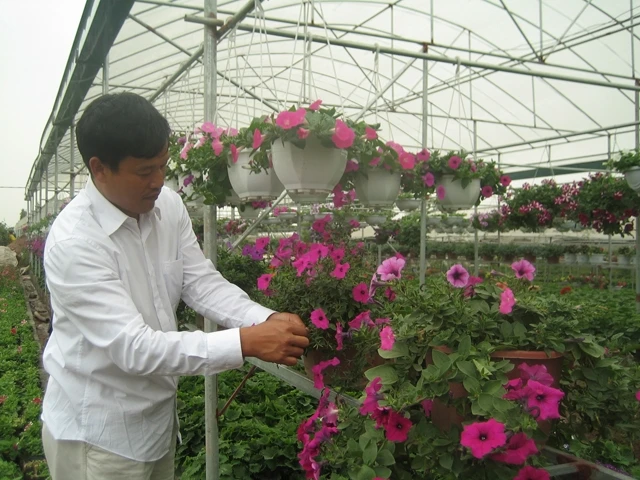 Anh Lê Mạnh Tuyến bên khu nhà kính trồng dạ yến thảo - loại hoa được mệnh danh là nữ hoàng của các loài hoa ban công. 