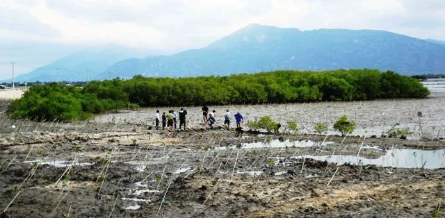 Cán bộ Vườn quốc gia Núi Chúa và người dân xã Hộ Hải, huyện Ninh Hải, tỉnh Ninh Thuận tích cực trồng và chăm sóc rừng ngập mặn theo dự án để hồi sinh cho Đầm Nại.