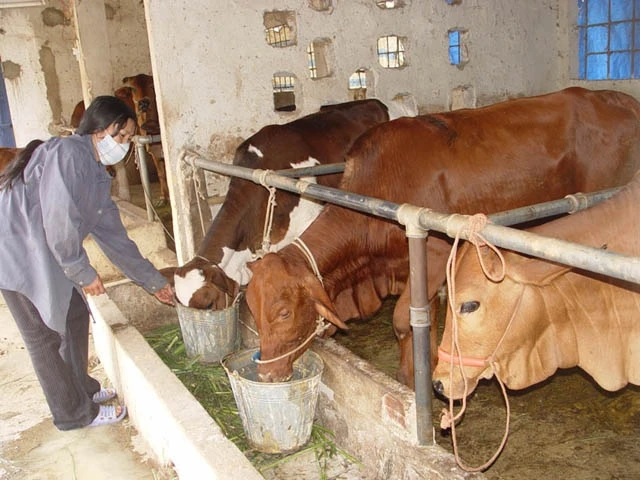 Trong những ngày giá rét, các hộ dân nên nuôi nhốt gia súc, cho ăn bổ sung thức ăn giàu chất dinh dưỡng.