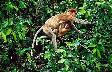 Tình mẫu tử giữa khỉ mẹ và khỉ con.