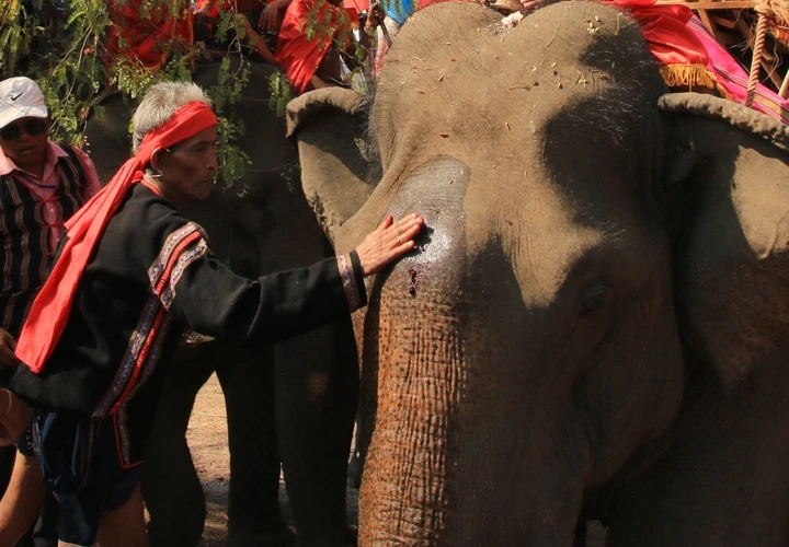 Sau lễ cúng, chủ lễ bôi tiết, tưới rượu lên đầu voi để cầu chúc cho voi khỏe mạnh.