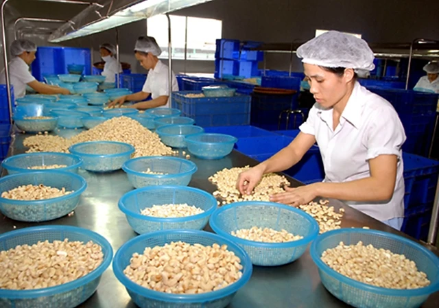 Dây chuyền chế biến hạt điều xuất khẩu tại Công ty chế biến xuất nhập khẩu nông sản thực phẩm Đồng Nai (Donafoods). Ảnh: DANH LAM