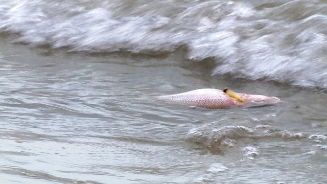 Cá chết trôi vào bờ biển Quảng Trị.