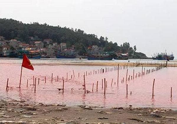 Thủy triều đỏ xâm nhập cửa biển thị xã Hoàng Mai. (Ảnh Ng. Vân)