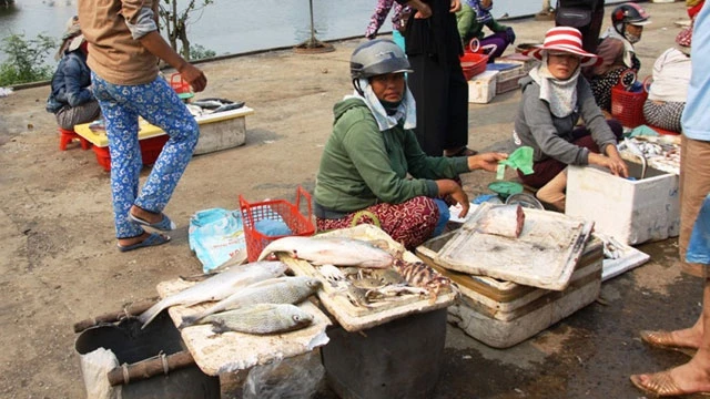 Cá biển ở Quảng Trị ế ẩm bán không ai mua.