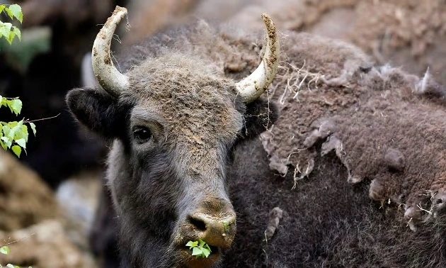 Bò Bison đóng vai trò quan trọng trong hệ sinh thái.