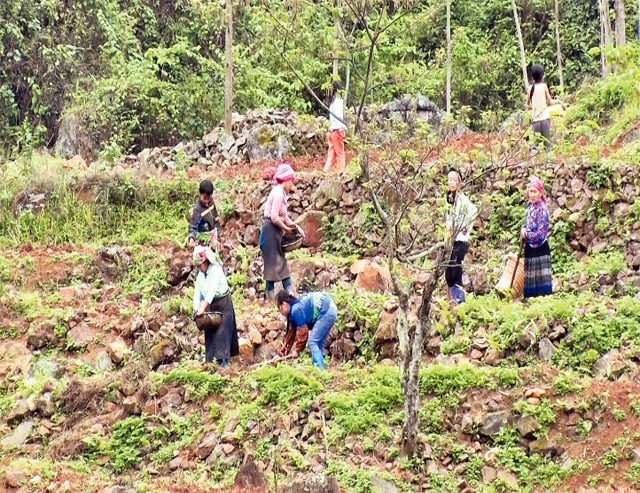 Có mưa giải hạn sau nhiều ngày chờ đợi, người dân Lục Khu lên nương gieo trồng. 