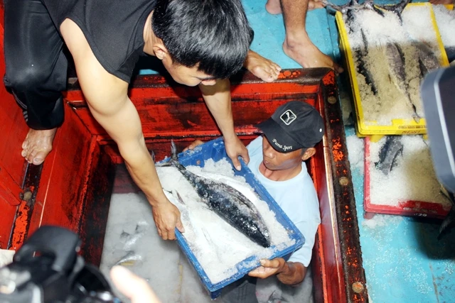 Thu mua cá cho bà con ngư dân ngay tại cảng cá.