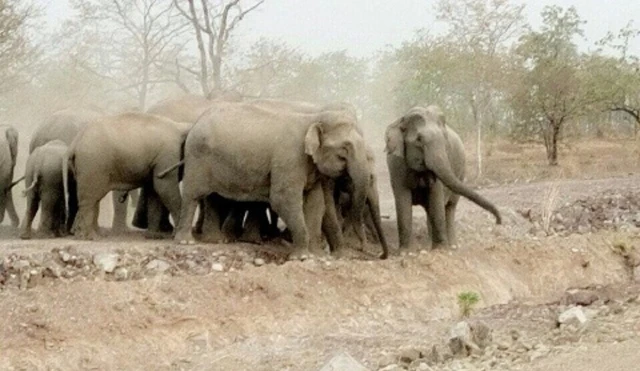 Đàn voi rừng với số lượng lớn xuất hiện tại huyện Ea Súp, tỉnh Đác Lắc.