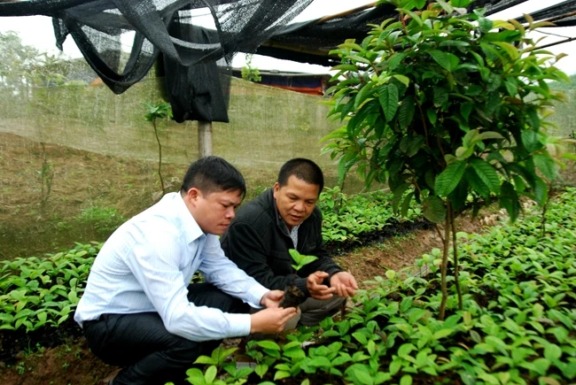 Vườn ươm cây giống trà hoa vàng của anh Nịnh Văn Trắng (xã Đạp Thanh, Ba Chẽ, Quảng Ninh).