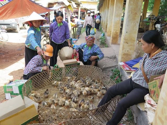Gà, vịt giống không qua kiểm dịch bán tran lan tại chợ Bản Ngà, Gia Cát, (Cao Lộc).