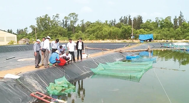 Cán bộ thủy sản kiểm tra tôm nuôi thí điểm tại xã Vĩnh Quang, huyện Vĩnh Linh (Quảng Trị).