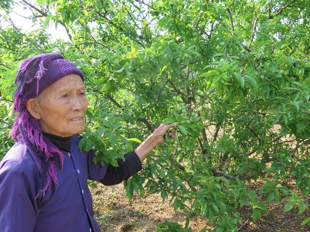 Cây mận cơm được người dân ở xã Hòa Cư, huyện Cao Lộc (Lạng Sơn) chăm sóc, chuẩn bị cho thu hoạch.