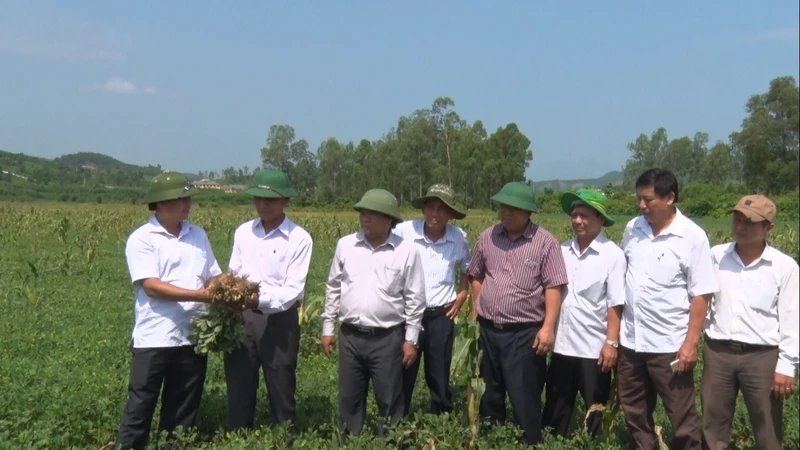 Sở NN và PTNN tỉnh Quảng Trị tổ chức tham quan mô hình chuyển đổi từ trồng lúa năng suất thấp sang trồng lạc tại huyện Cam Lộ.