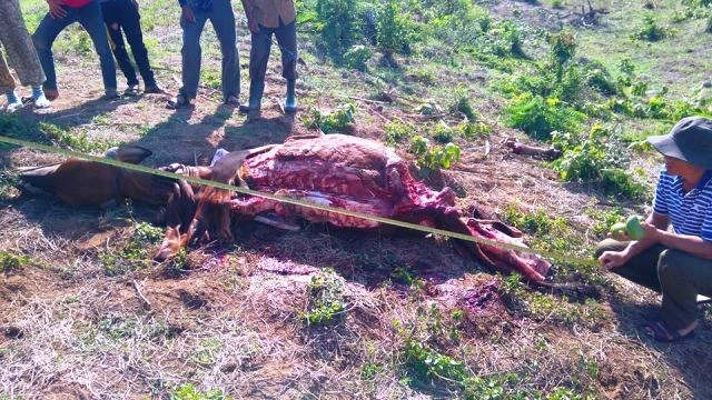 Hiện trường một vụ trộm đùi bò ở xã Đức Bình Tây, huyện Sông Hinh.