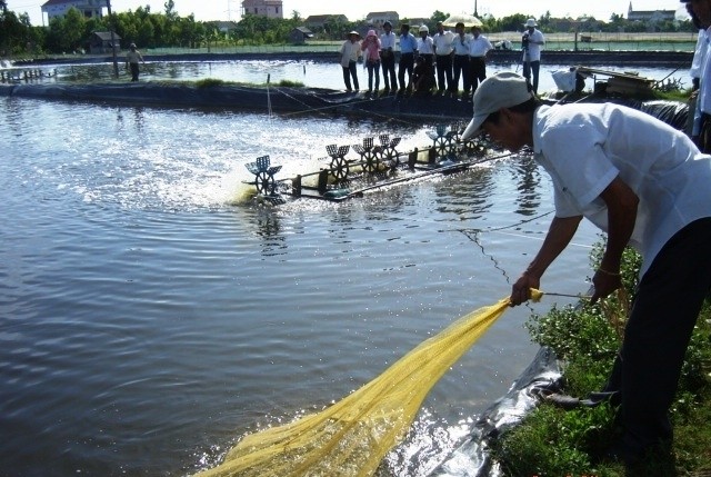 Phát triển nghề nuôi thủy sản ở Thăng Bình  BÁO QUẢNG NAM ONLINE  Tin tức  mới nhất