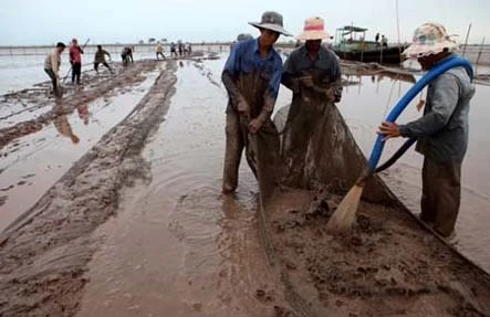 Nhiều hộ dân tự ý cải tạo đầm nuôi ngao làm chết cây rừng tại vườn Quốc gia Xuân Thủy.