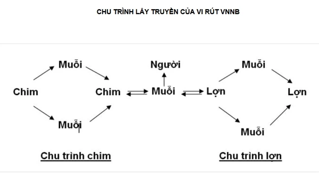 Chu trình lây truyền của virus viêm não Nhật Bản (Nguồn: Cục Y tế dự phòng).