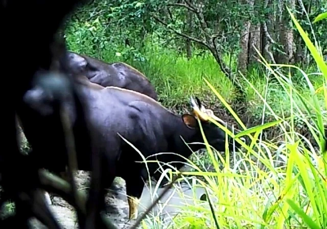 Đàn bò tót trong Khu Bảo tồn thiên nhiên Ea Sô (ảnh cắt từ video do Khu Bảo tồn thiên nhiên Ea Sô cung cấp).