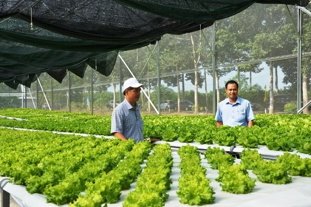 Khách tham quan hệ thống trồng rau sạch theo phương pháp thủy canh hồi lưu tại Trung tâm Nông nghiệp công nghệ cao tỉnh Bình Phước, ngày 13-7.