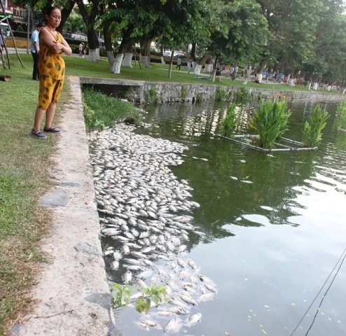 Cá chết nhiều tại hồ ngày 1-8.