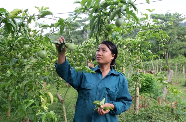 Chị Vi Thị Duyên ở bản Yên Sơn, xã Tri Lễ, huyện Quế Phong (Nghệ An) chăm sóc vườn chanh leo.