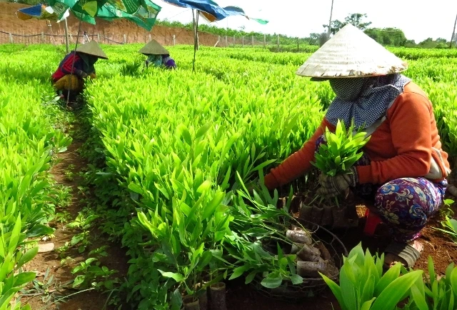 Cây giống của Công ty TNHH lâm nghiệp Hồng Sum chuẩn bị xuất vườn phục vụ mùa trồng rừng năm 2016.
