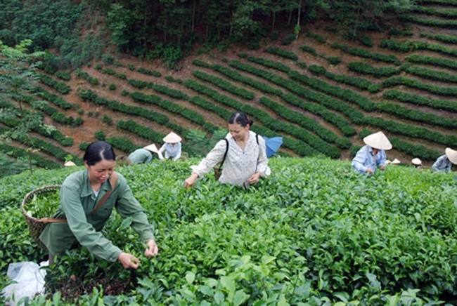 Người dân thôn Vĩnh Tân, xã Tân Trào (Sơn Dương, Tuyên Quang) thu hoạch chè. Ảnh: HỒ KHÁNH CHÂU