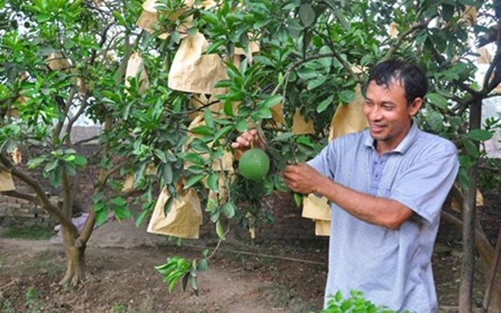 Nông dân xã Thượng Mỗ, huyện Đan Phượng (Hà Nội) chăm sóc cây bưởi.