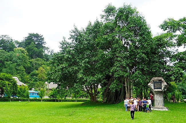 Cây đa Tân Trào luôn là nơi thu hút đông đảo du khách tới tham quan chụp ảnh kỷ niệm.