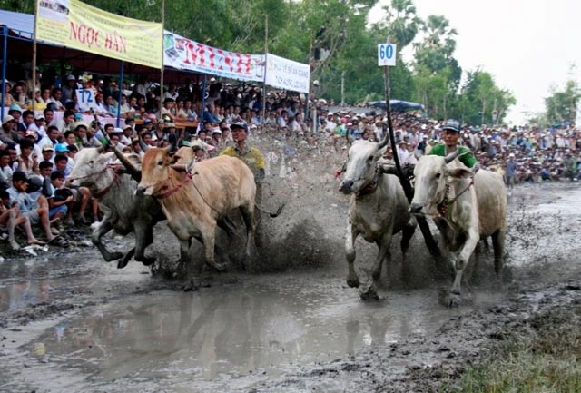 Màn đua bò trong lễ hội đua bò Bảy Núi (tỉnh An Giang).