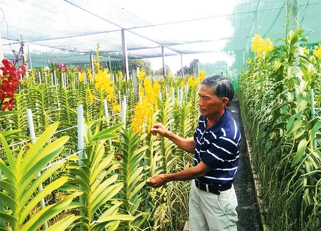 Vườn hoa lan Mokara rộng 2.000 m2 của ông Trần Văn Phên.