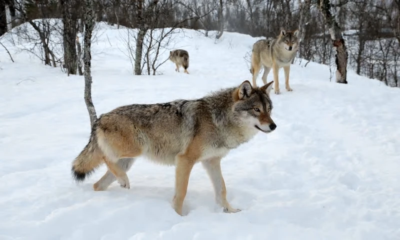 Chó sói hoang dã ở Na Uy.