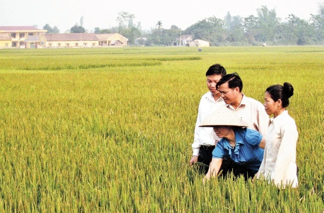 Cán bộ kỹ thuật hướng dẫn các hội viên nông dân chăm sóc lúa.