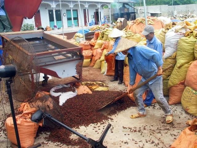 Nông dân xã Yên Phúc, huyện Văn Quan (Lạng Sơn) phơi sấy quả hồi khô.