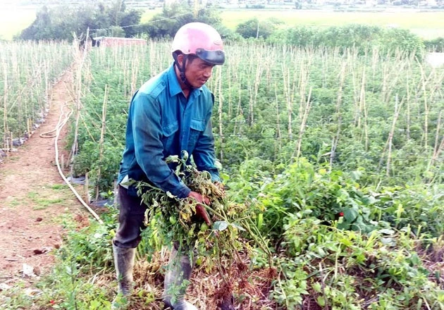 Anh Ya Ny nhổ bỏ cây nhiễm bệnh và tìm chỗ xử lý tránh lây lan.
