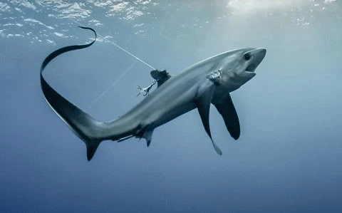Một cá thể cá mập bò đang bị câu tại vùng biển của Indonesia.