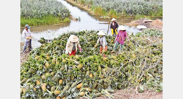  Vùng chuyên canh khóm Tân Phước (Tiền Giang) với diện tích gần 16.000 ha.