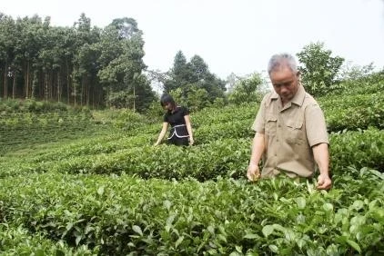 Nông dân Đại Từ thu hái chè đông