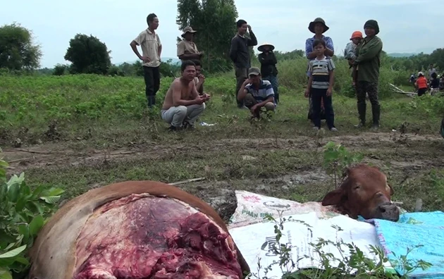 Hiện trường vụ xẻ thịt bò lấy đùi được người dân buôn Ly, xa Ea Trol phát hiện vào sáng 17-10