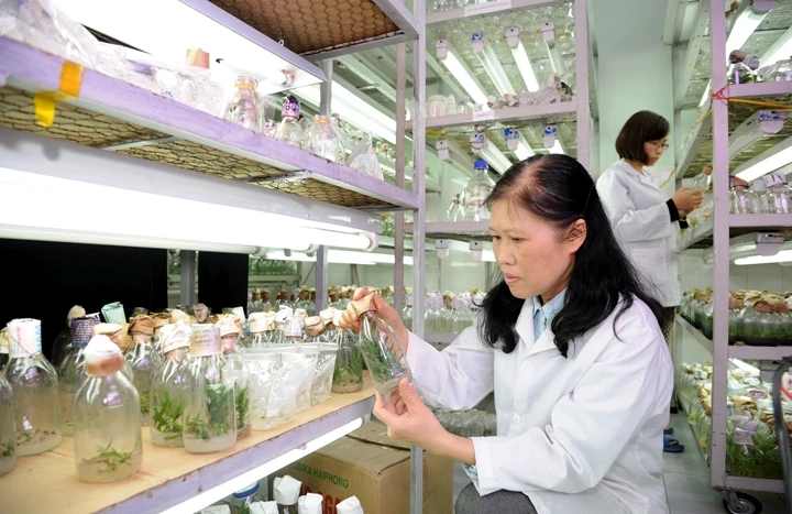 Kỹ sư Viện Sinh học nông nghiệp (Hà Nội) nghiên cứu giống cây trồng mới phù hợp với điều kiện biến đổi khí hậu, thổ nhưỡng hiện nay. Ảnh: Quang Minh