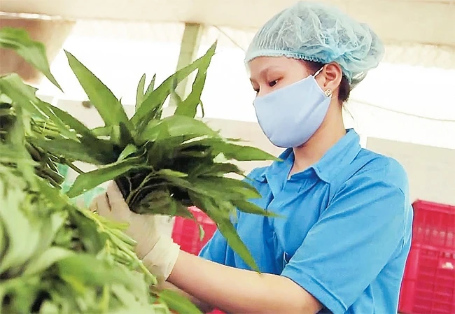 Xã viên hợp tác xã nông nghiệp sản xuất thương mại dịch vụ Phước An (huyện Bình Chánh) kiểm tra chất lượng rau sạch để đưa vào hệ thống siêu thị.