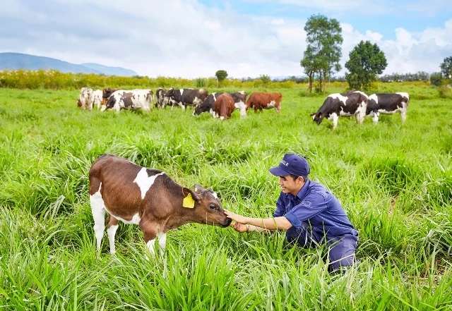 Chăm sóc bò sữa ở Trang trại bò sữa Organic của Vinamilk ở Lâm Đồng.