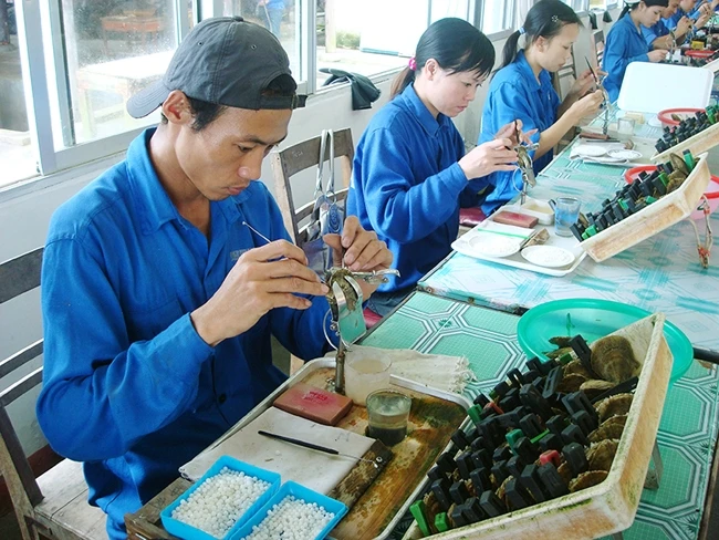 Công nhân thực hiện việc cấy ngọc trai tại Vân Đồn (Quảng Ninh). Ảnh: NGUYỄN HOA