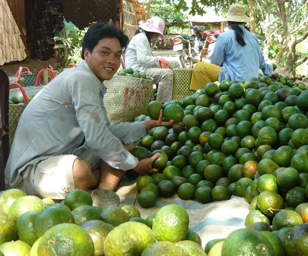 Thu hoạch cam sành.