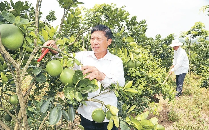 Nông dân xã An Dương, huyện Tân Yên, Bắc Giang xây dựng mô hình trang trại tạo nguồn thu nhập ổn định góp phần xoá đói giảm nghèo. Ảnh trong bài | ĐỨC ANH