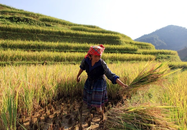 Thu hoạch lúa nếp trên những thửa ruộng bậc thang tại xã Tú Lệ, huyện Văn Chấn, tỉnh Yên Bái. Ảnh: DUY LINH